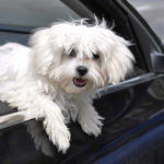 Are Maltese Dogs Aggressive?