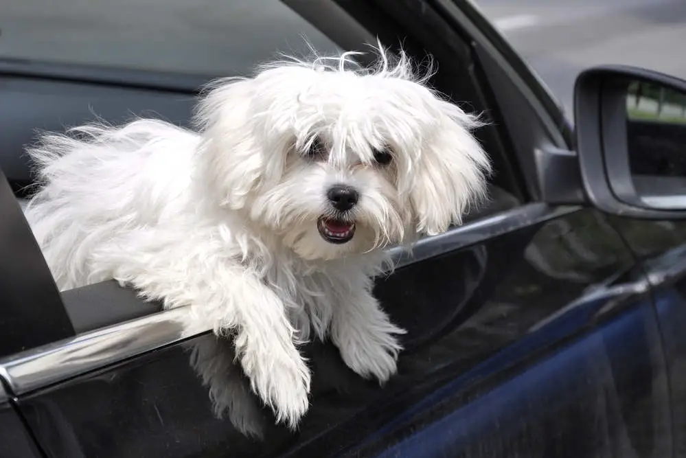 Maltese dog hanging out car window