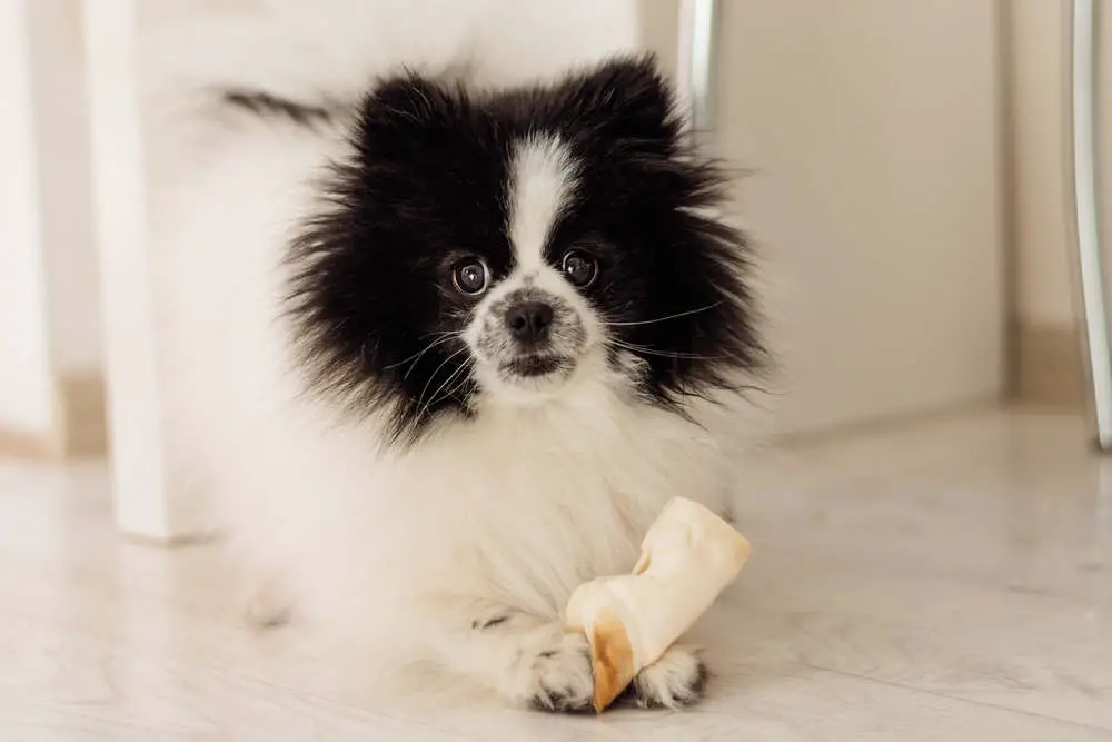 Black and White Pomeranian playing with toy