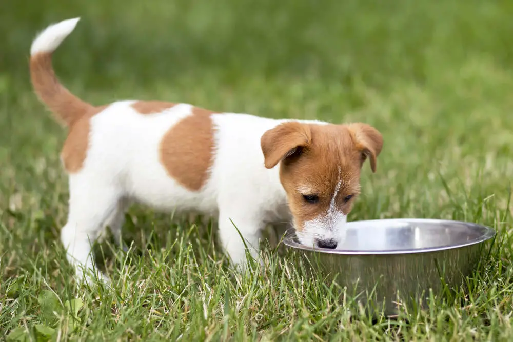 Puppy drinking water from bowl in grass