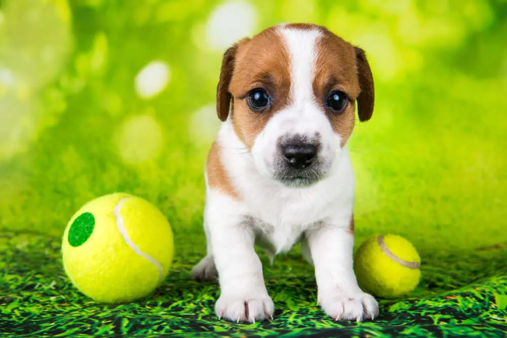 Puppy with tennis balls