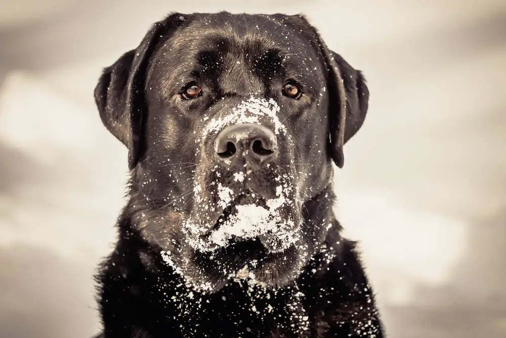 Sad black dog in snow closeup