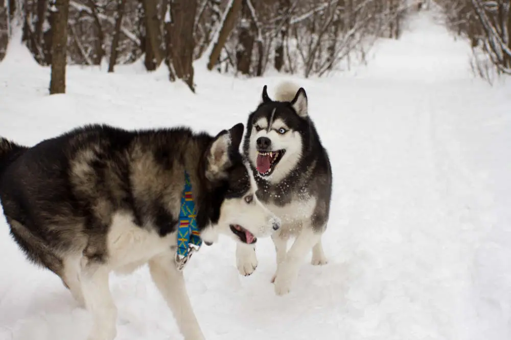 Aggressive Siberian Husky