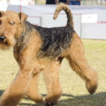 Do Airedale Terriers Smell?