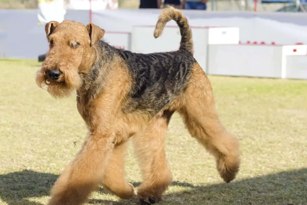 Airedale Terrier walking outside