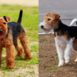 Airedale Terrier side by side Fox Terrier