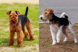 Airedale Terrier side by side Fox Terrier