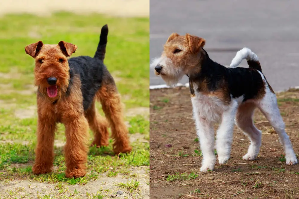 Airedale Terrier side by side Fox Terrier