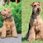 Airedale Terrier side by side Welsh Terrier