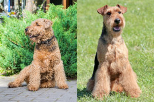 Airedale Terrier side by side Welsh Terrier