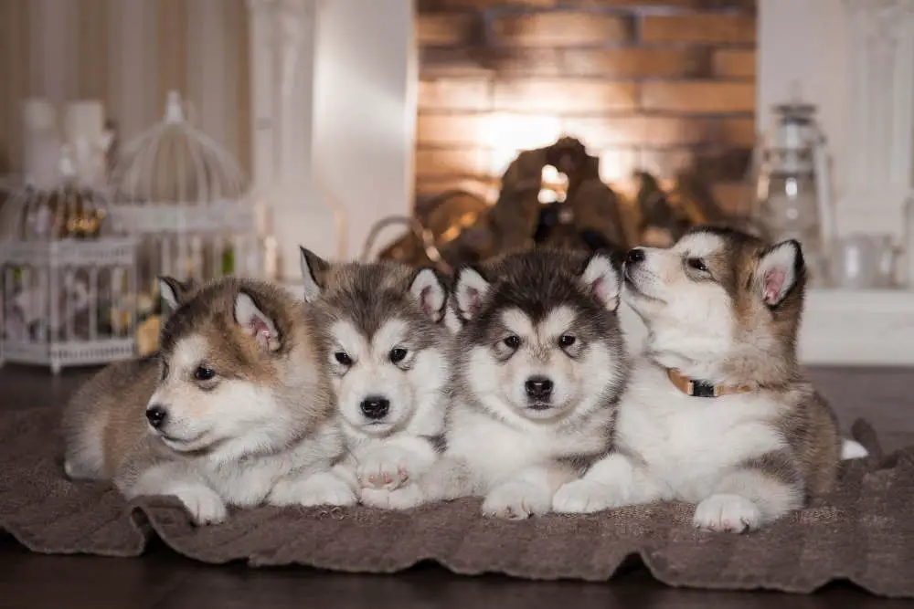 Alaskan Malamute puppies in front of fireplace