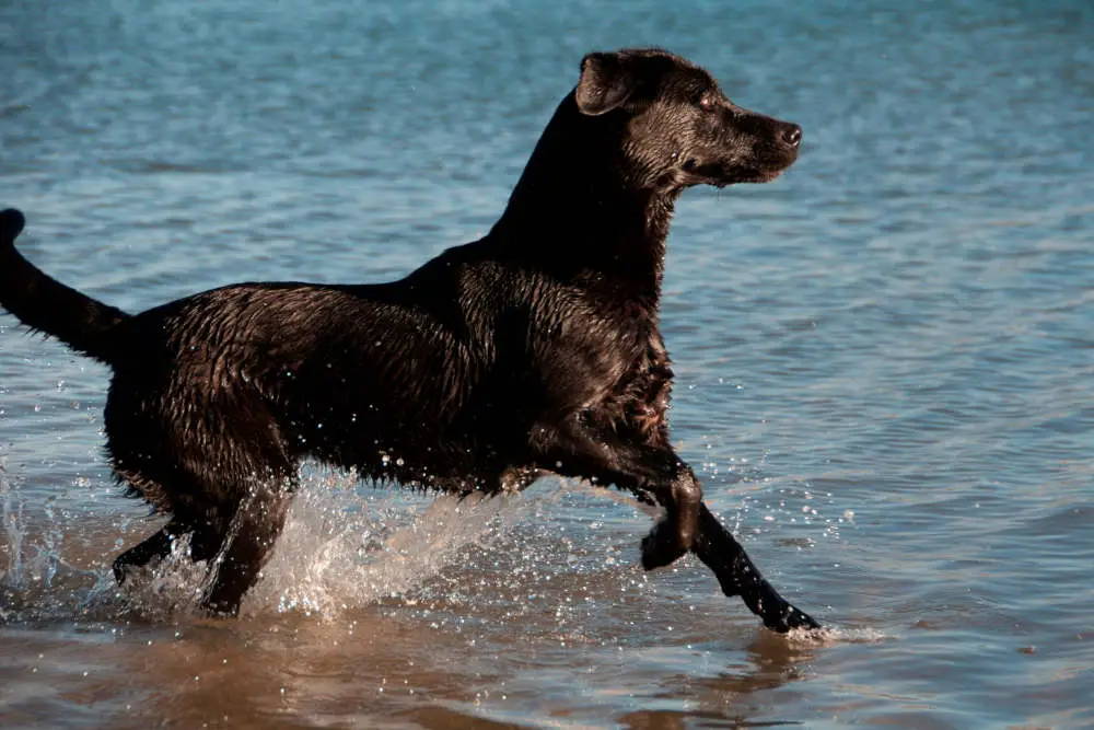 Black Labrador at lake