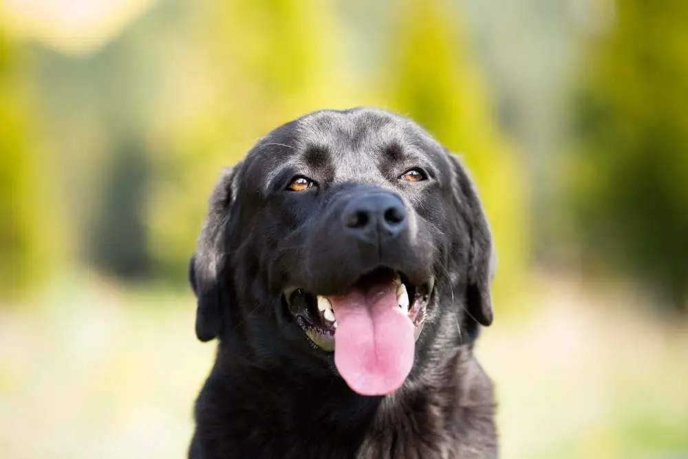 Black Lab smiling