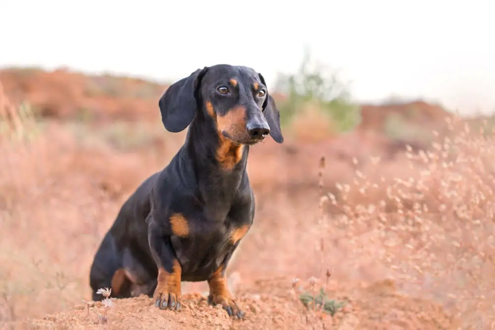 Black and Tan Dachshund watching