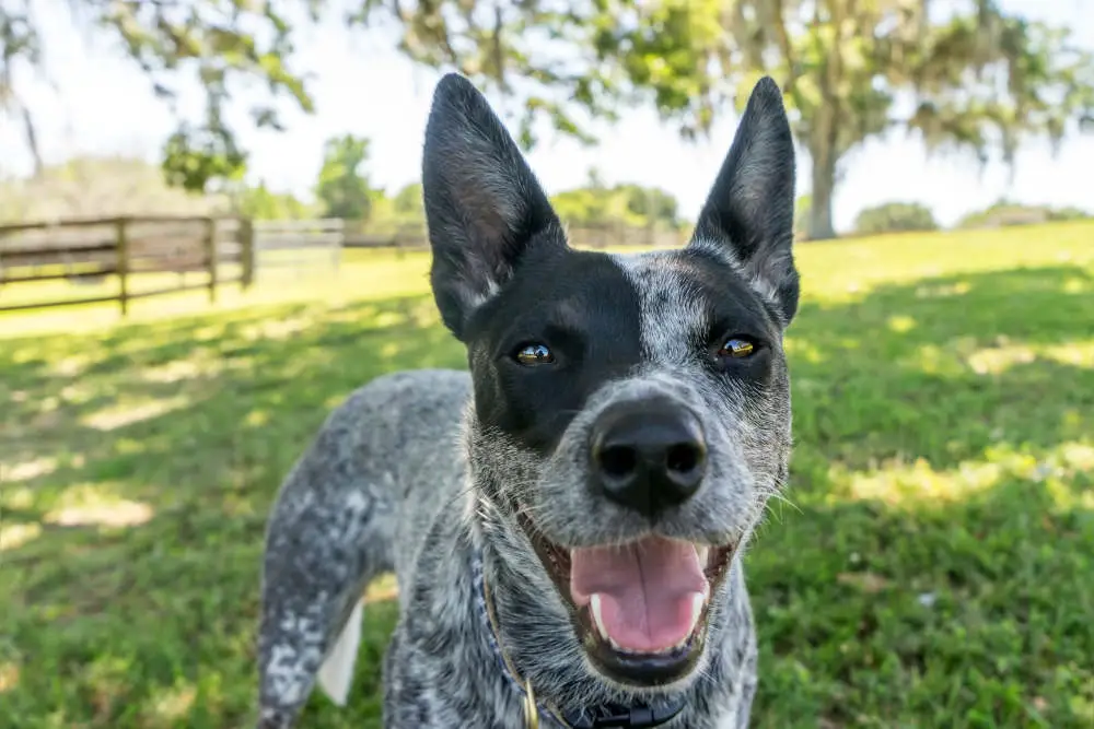 Blue Heeler smiling