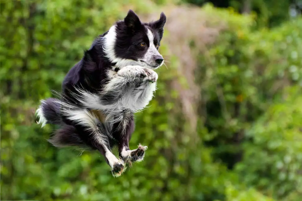 Border Collie diving into water