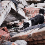 Border Collie rescue dog looking in rubble