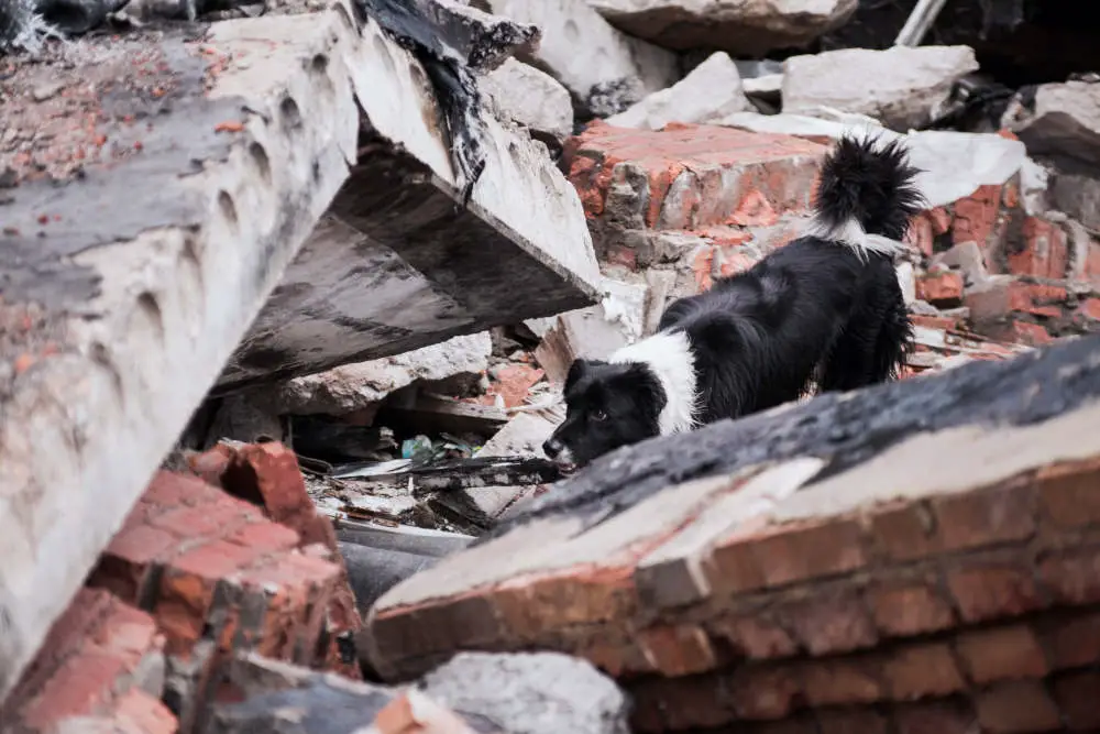 Border Collie rescue dog looking in rubble