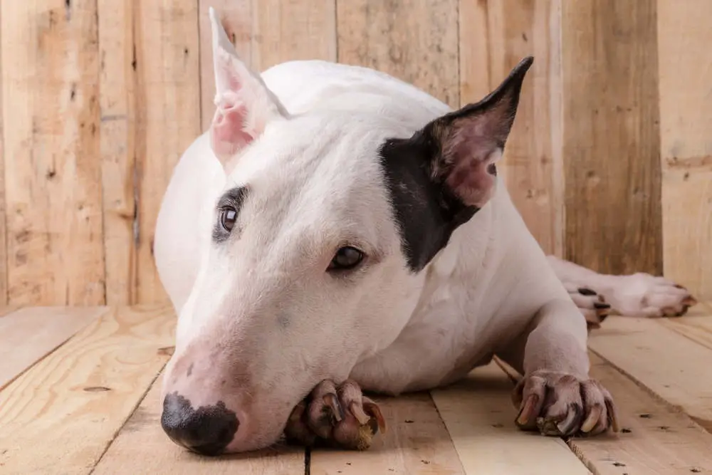 White Bull Terrier