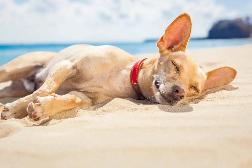 Chihuahua enjoying beach life