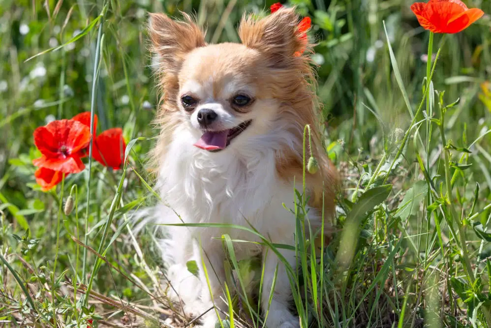 Chihuahua in front of flowers