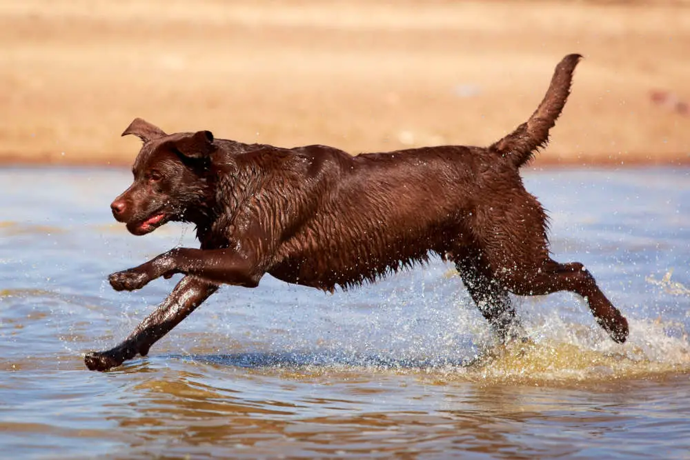 Chocolate Lab at the beach