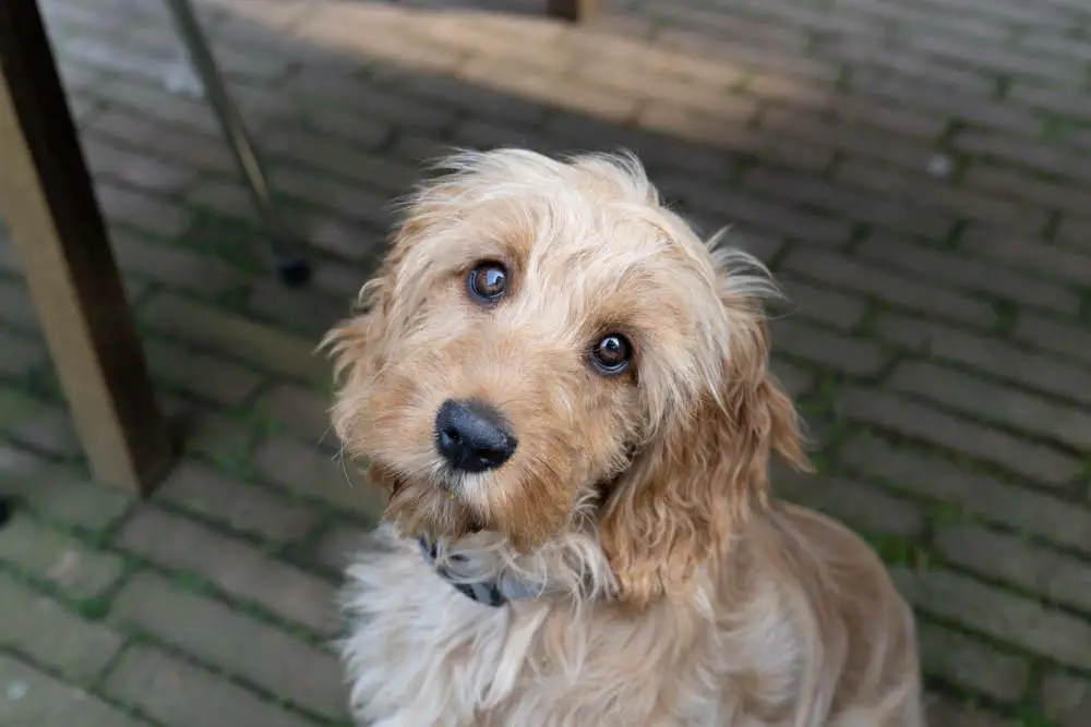 Cockapoo sitting