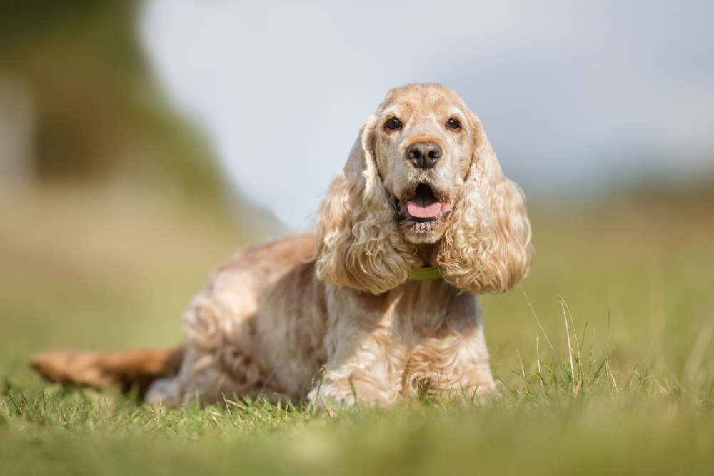 Cocker Spaniel posing outdoors