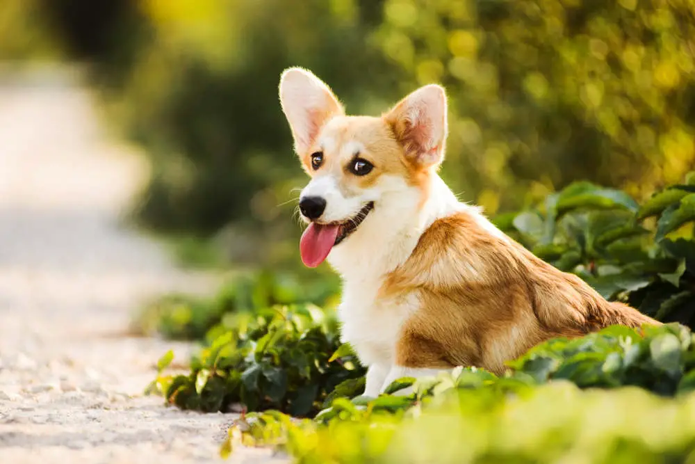 Corgi looking at the camera