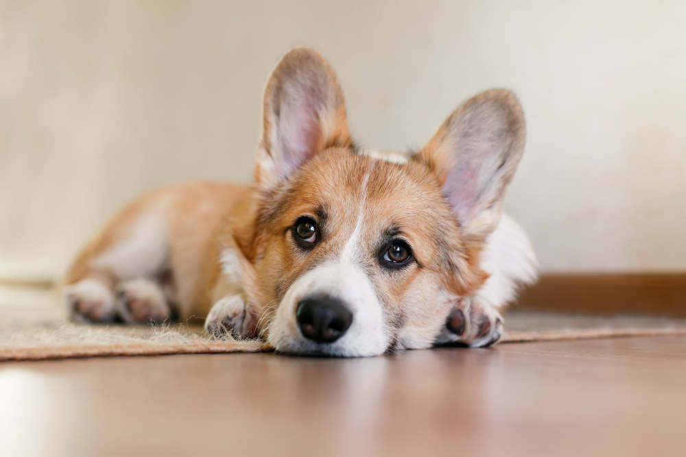 Corgi puppy laying on the floor