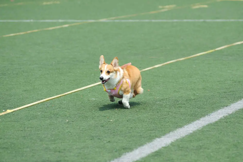 Corgi racing