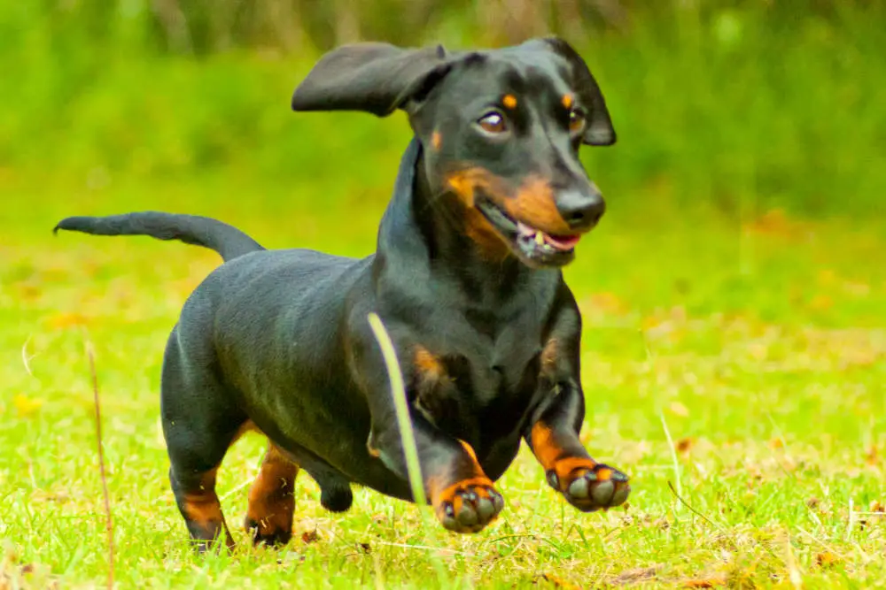 Dachshund running