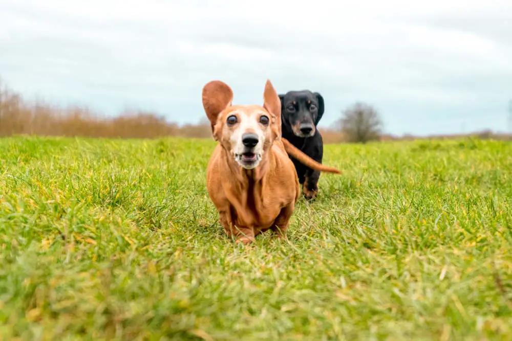 Dachshunds running