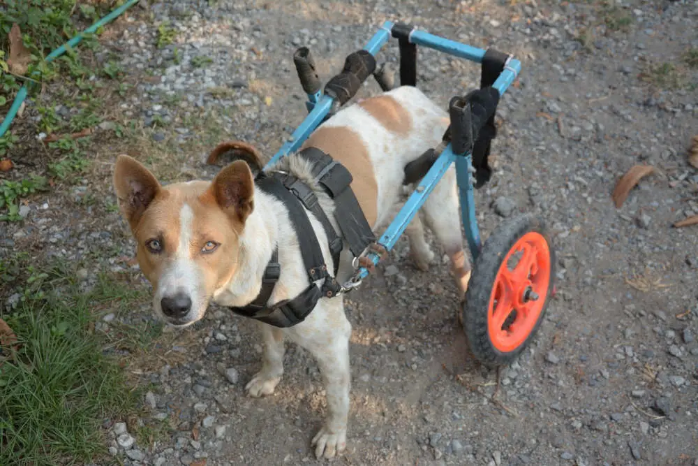 Dog in wheelchair