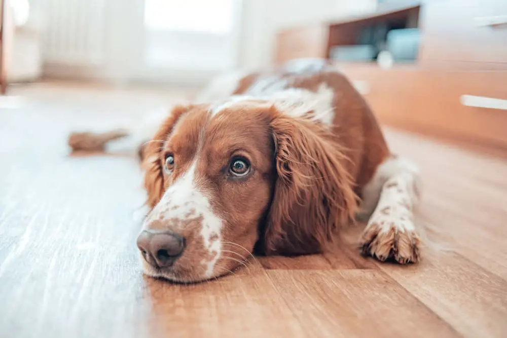 Dog on floor