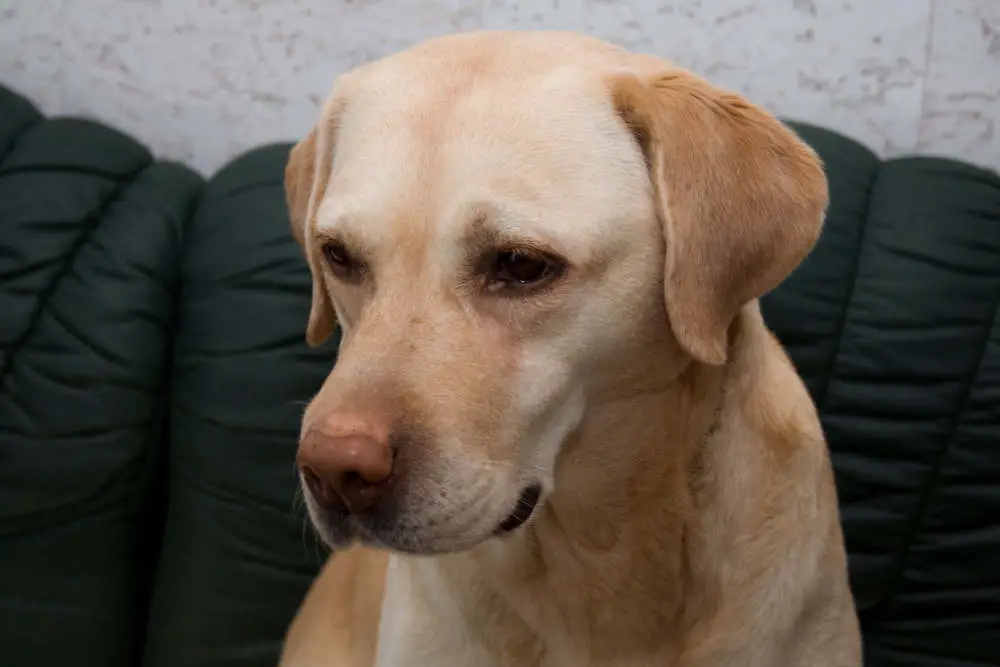 Dog sitting on couch