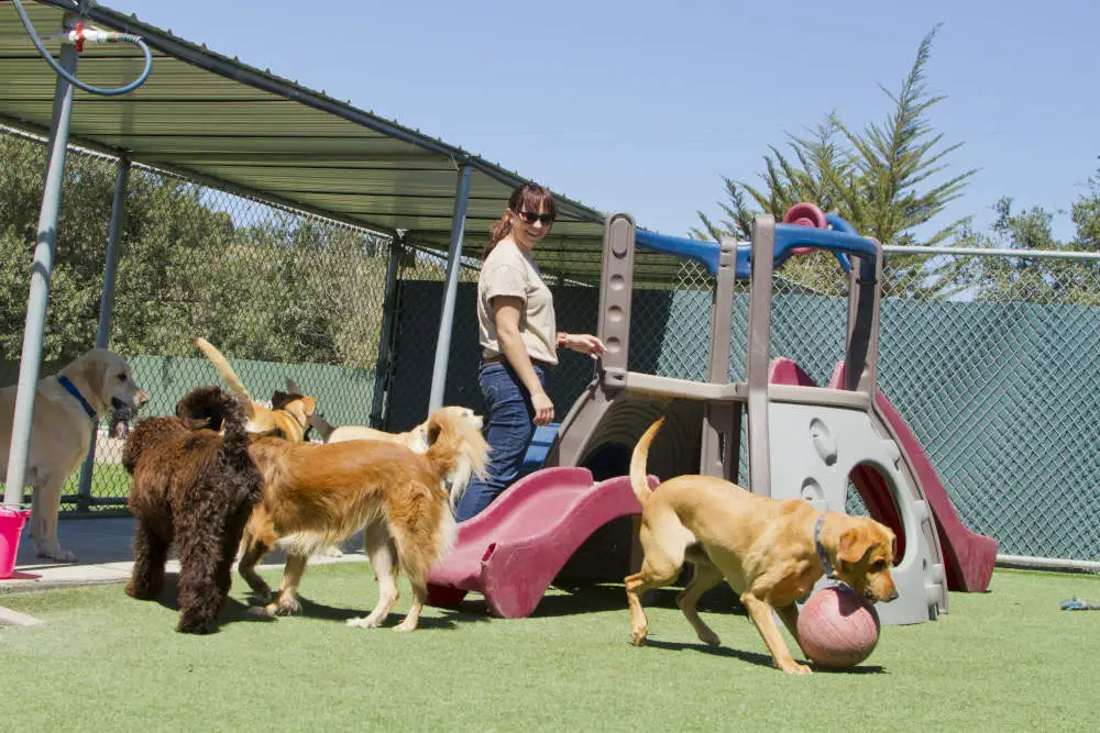 Dogs playing outside