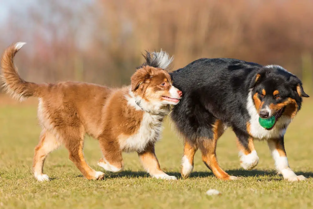 Dogs playing together with toy