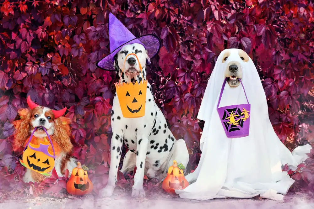 Dogs ready for halloween