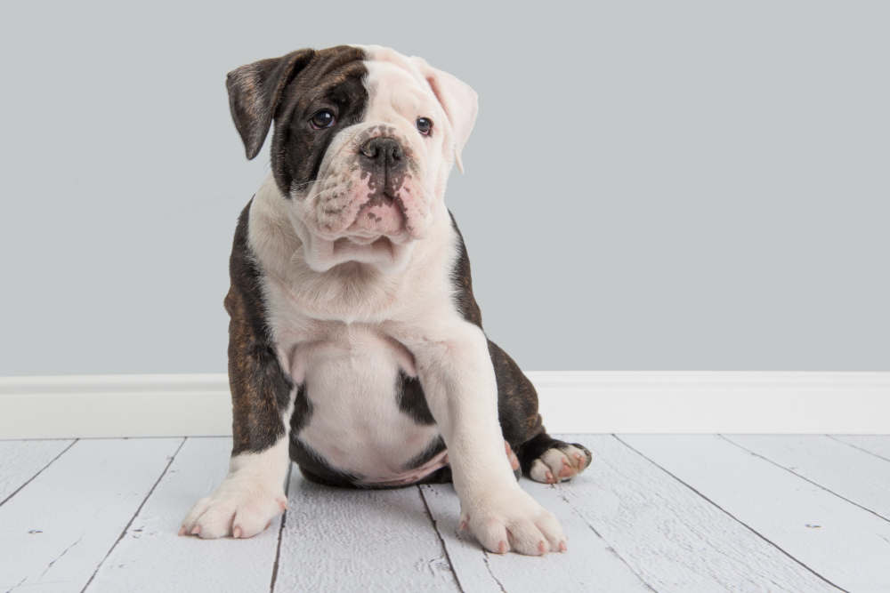 English Bulldog puppy sitting on floor