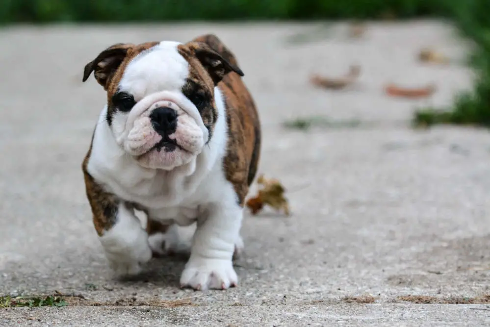 English Bulldog puppy walking