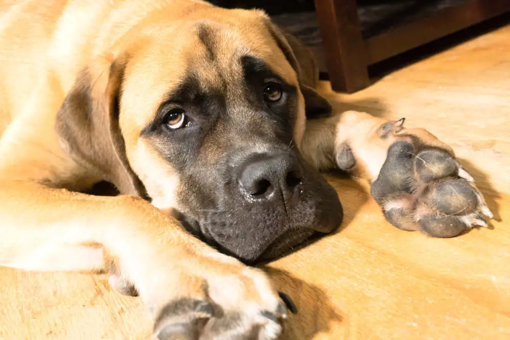 English Mastiff on the floor