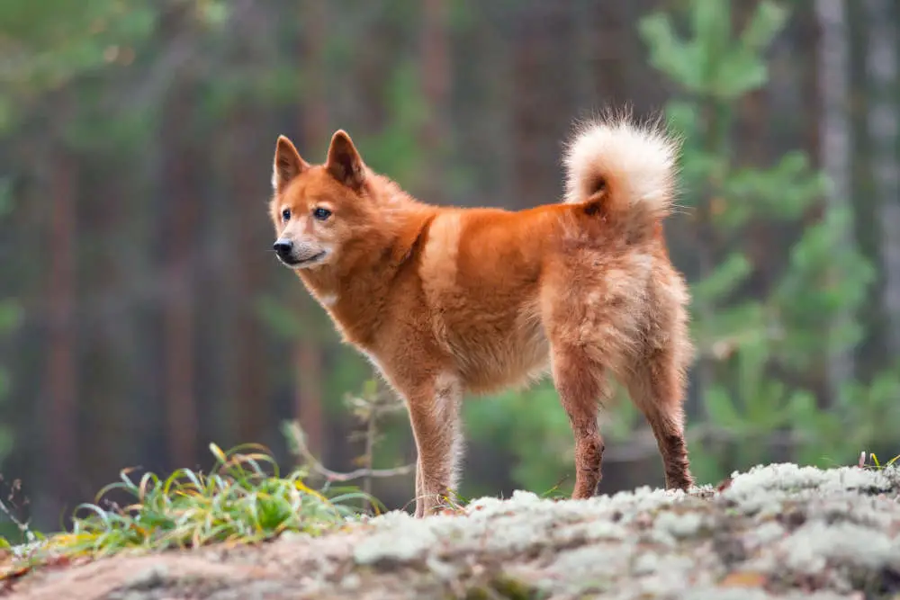 Finnish Spitz in the forest