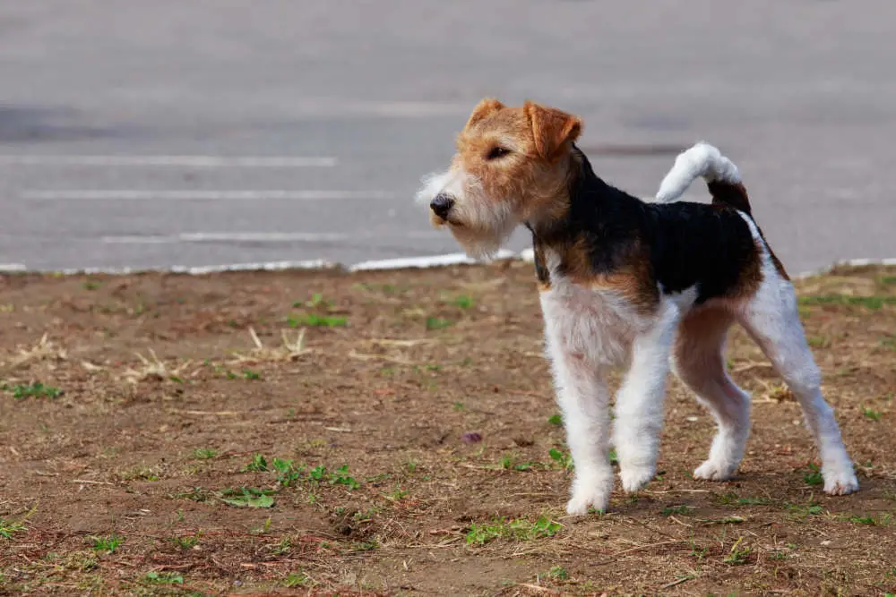 Fox Terrier