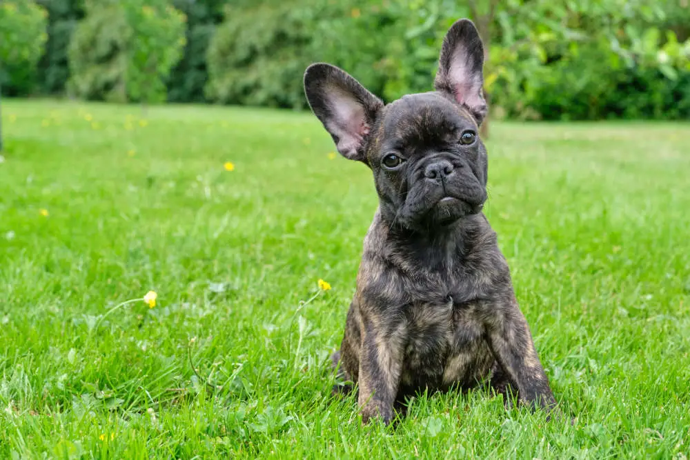 French Bulldog head tilt in grass