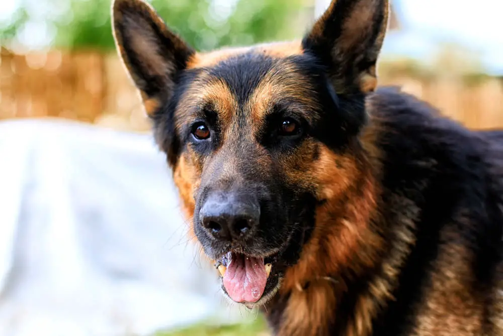 German Shepherd closeup