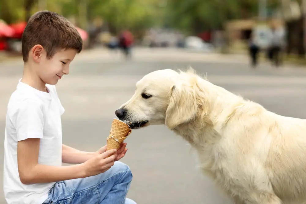 Golden Retriever eating ice cream