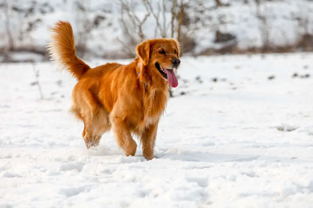 Golden Retriever in snow