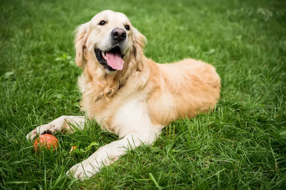 Golden Retriever playing with toy
