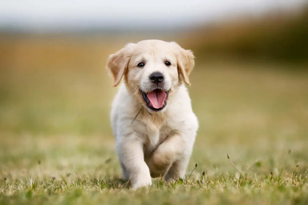 Golden Retriever puppy smiling